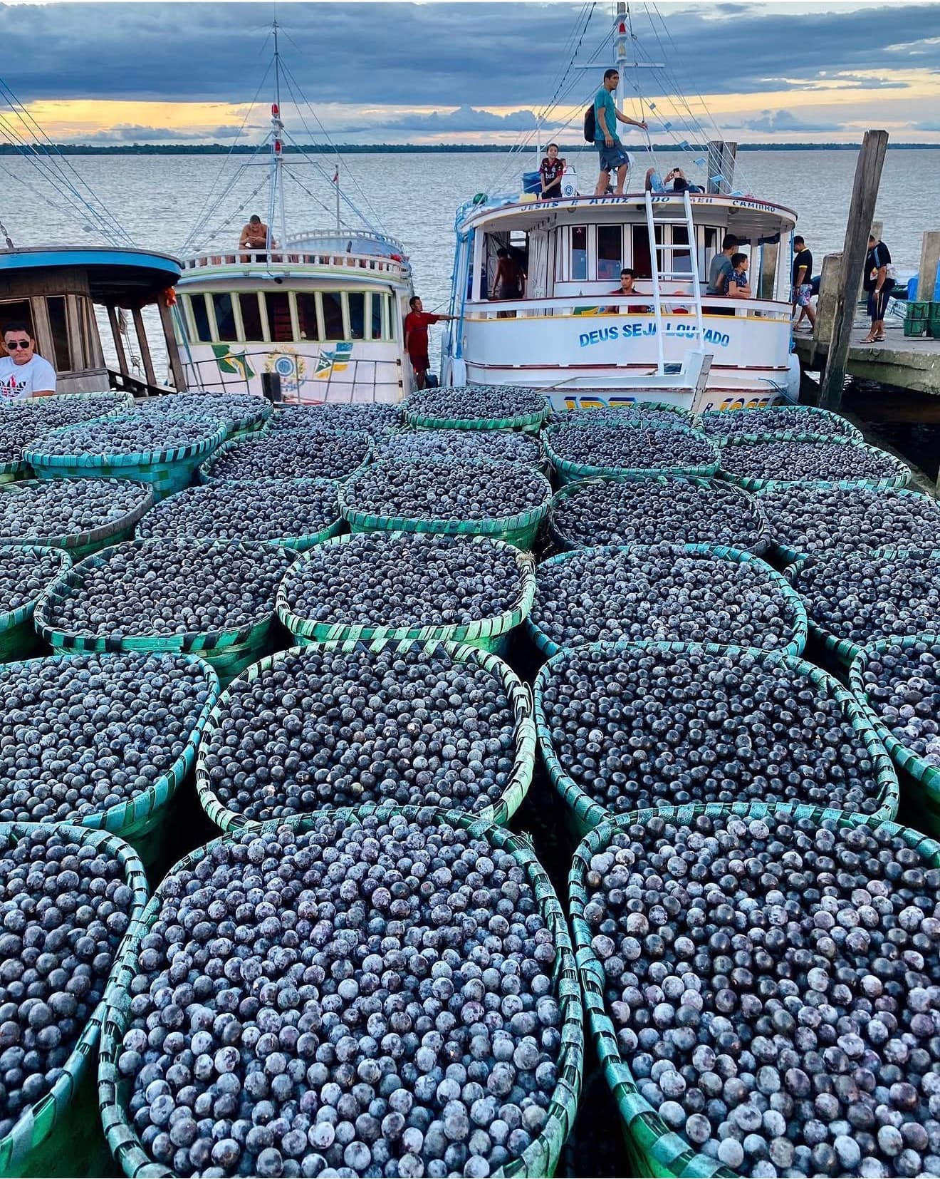 Rows of baskets full of freshly harvested açaí berries at a river port